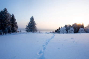 Kış manzarası. Kışın buz gibi güneşli gün. Orman beyaz kar altında.