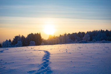 Kış manzarası. Kışın buz gibi güneşli gün. Orman beyaz kar altında.