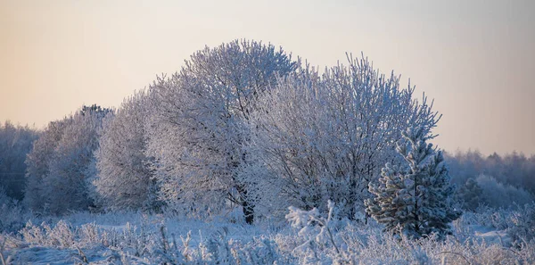 Paisagem Inverno Dia Ensolarado Gelado Inverno Floresta Sob Neve Branca — Fotografia de Stock