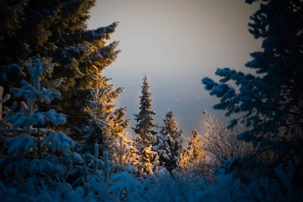 Paisagem Inverno Dia Ensolarado Gelado Inverno Floresta Sob Neve Branca — Fotografia de Stock