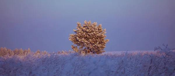 Paysage Hivernal Journée Ensoleillée Glacée Hiver Forêt Sous Neige Blanche — Photo