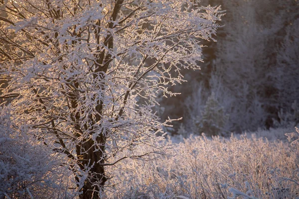 Zimní Krajina Mrazivý Slunečný Den Zimě Les Bílý Sníh — Stock fotografie