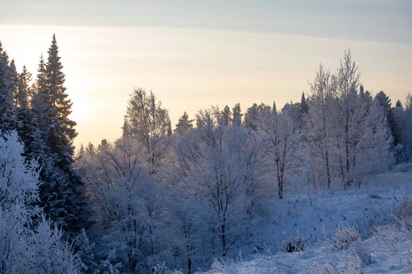 Paisagem Inverno Dia Ensolarado Gelado Inverno Floresta Sob Neve Branca — Fotografia de Stock