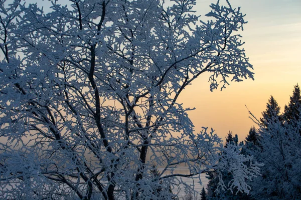 Зимний Пейзаж Холодный Солнечный День Зимой Лес Белым Снегом — стоковое фото