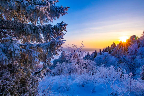 Vinterlandskap Frostiga Soliga Dag Vinter Skogen Vit Snö — Stockfoto