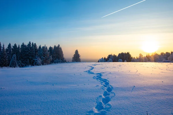 Kış manzarası. Kışın buz gibi güneşli gün. Orman beyaz kar altında.
