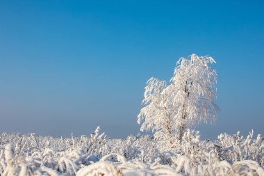 Kış manzarası. Güneşli soğuk gün