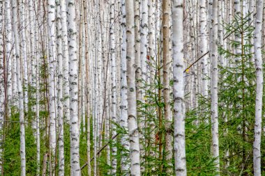 Huş ağacı orman. Beyaz ağaç gövdeleri Güz