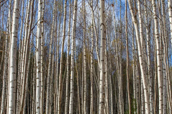 白樺の森 秋に白い木の幹 — ストック写真