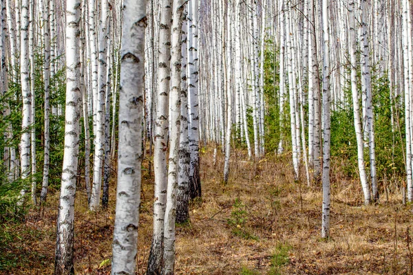 Floresta Bétula Troncos Árvore Branca Outono — Fotografia de Stock