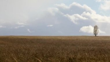 Bir buğday alanında sonbaharda yağmur