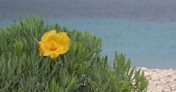 Schöne Gelbe Blume Und Grün Vor Dem Hintergrund Der Meereslandschaft — Stockvideo