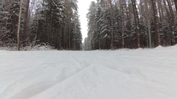 Tyttö Suksilla Ilmestyy Runkoon Luminen Hiihtolatu — kuvapankkivideo