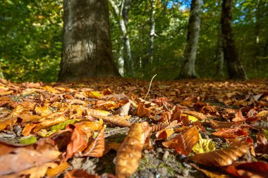 Arka plan yaprakları ve çim