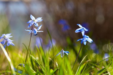 Yeşil arka planda güzel bir çiçek