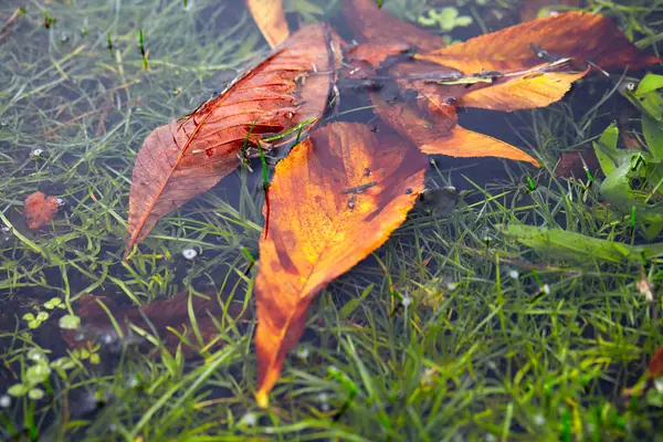 Hintergrund Aus Blättern Und Gras — Stockfoto