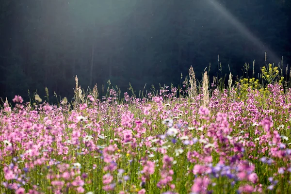 Kvetoucí Pole Letních Květin Jasný Obraz Bylinky Létě — Stock fotografie