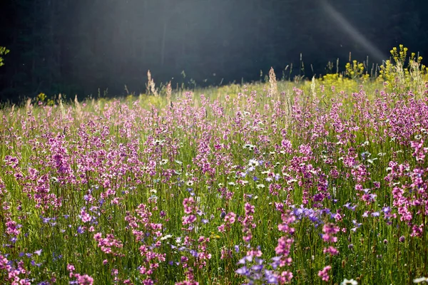 Kvetoucí Pole Letních Květin Jasný Obraz Bylinky Létě — Stock fotografie
