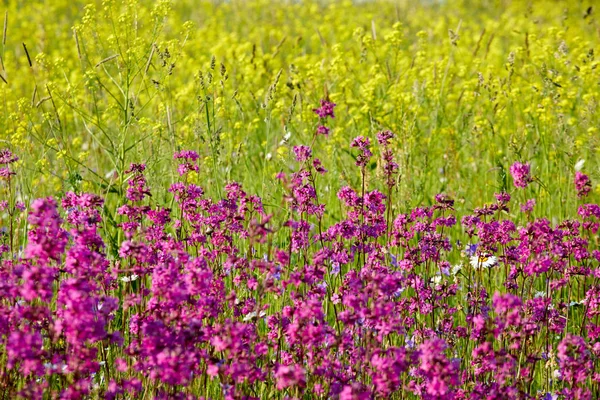 Florecientes Campos Verano Flores Imagen Brillante Hierbas Verano — Foto de Stock