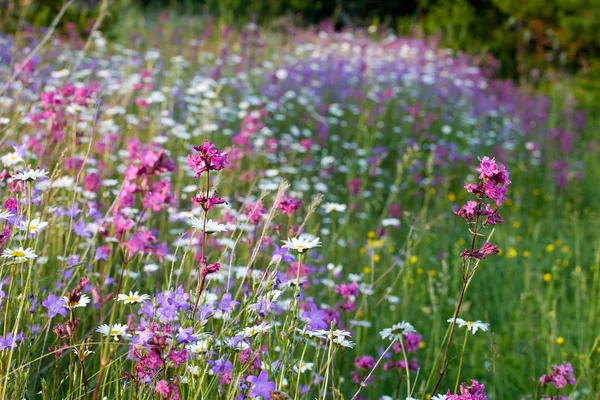 Florecientes Campos Verano Flores Imagen Brillante Hierbas Verano — Foto de Stock