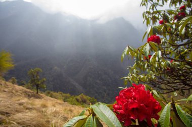 Çiçekli Yareo kırmızı Rodedendron çalılar Nepal