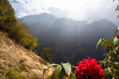 Çiçekli Yareo kırmızı Rodedendron çalılar Nepal