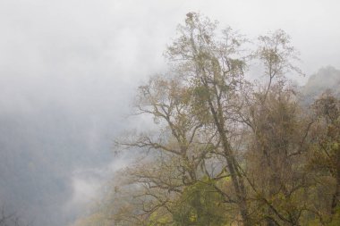 Çiçekli Yareo kırmızı Rodedendron çalılar Nepal