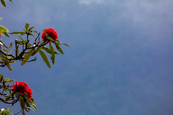 在尼泊尔开花的亚雷奥红罗登德龙灌木 — 图库照片