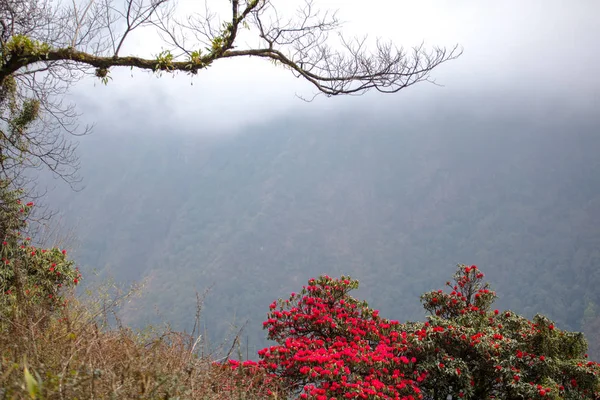 Arbustos Yareo Red Rodedendron Floração Nepal — Fotografia de Stock
