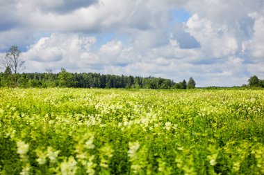 Rusya. Köy görünümü. Yaz kırsal manzara evleri ile