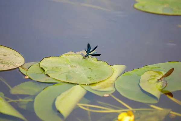Dragonfly River Summer Picture Aquatic Insects — Stock Photo, Image
