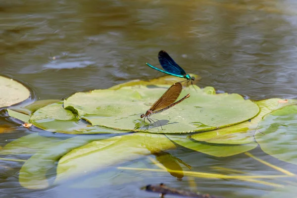 Dragonfly on the river. Summer picture of aquatic insects