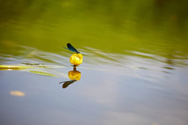 Libellule Sur Rivière Image Estivale Insectes Aquatiques — Photo