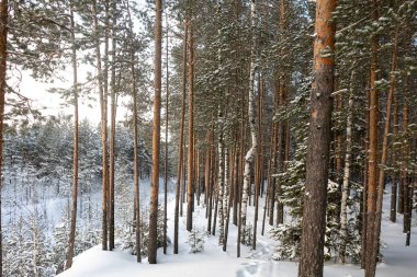 Güzel kış orman. Karlı kış. Çam ve kar buz gibi güneş aydınlatır.