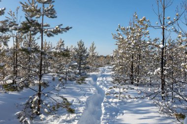 Güzel kış orman. Karlı kış. Çam ve kar buz gibi güneş aydınlatır.