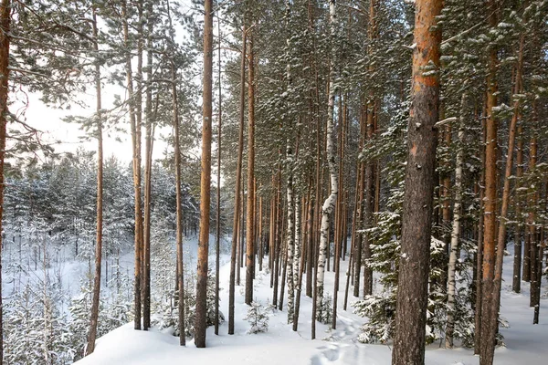 Güzel kış orman. Karlı kış. Çam ve kar buz gibi güneş aydınlatır.