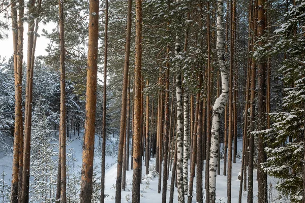Güzel kış orman. Karlı kış. Çam ve kar buz gibi güneş aydınlatır.