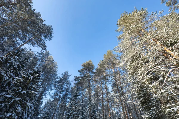 Güzel kış orman. Karlı kış. Çam ve kar buz gibi güneş aydınlatır.