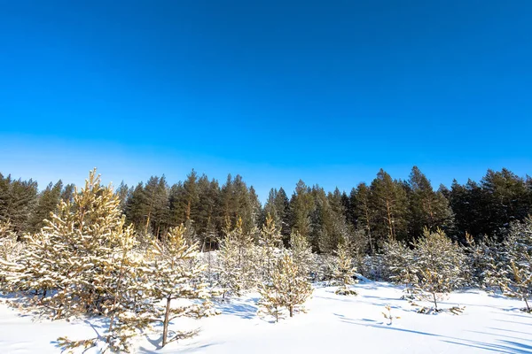 Güzel kış orman. Karlı kış. Çam ve kar buz gibi güneş aydınlatır.