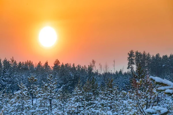 Orange Yellow Red Sun Zakte Winter Snowy Frosty Forest Pine — Stock Photo, Image