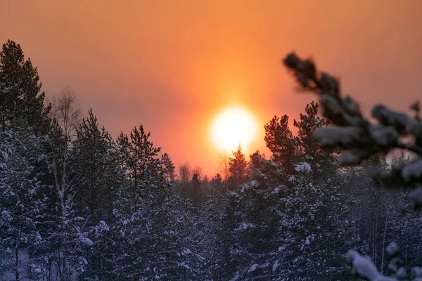 Sol Amarelo Vermelho Alaranjado Zakte Floresta Gelada Nevada Inverno Ramo — Fotografia de Stock