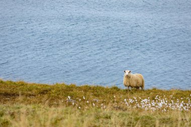 Bir ram ve İzlanda'nın yeşil otlaklar bir koyun. Güzel yaz yatay, yerli çiftlik hayvanları