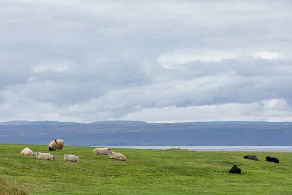 A ram and a sheep on the green pastures of Iceland. Beautiful summer landscape with domestic farm animals