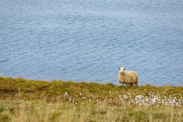 Баран Овца Зеленых Пастбищах Исландии Прекрасный Летний Пейзаж Домашними Животными — стоковое фото