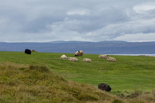 Pamięć Ram Owiec Zielonych Pastwiskach Islandii Piękne Lato Krajobraz Zwierząt — Zdjęcie stockowe