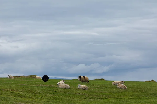 Баран Овца Зеленых Пастбищах Исландии Прекрасный Летний Пейзаж Домашними Животными — стоковое фото