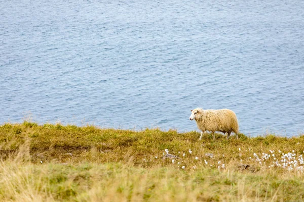 Een Ram Een Schaap Groene Weiden Van Ijsland Mooie Zomerse — Stockfoto