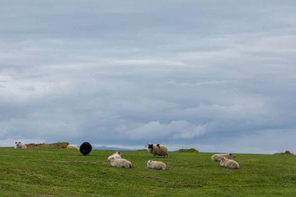 Een Ram Een Schaap Groene Weiden Van Ijsland Mooie Zomerse — Stockfoto