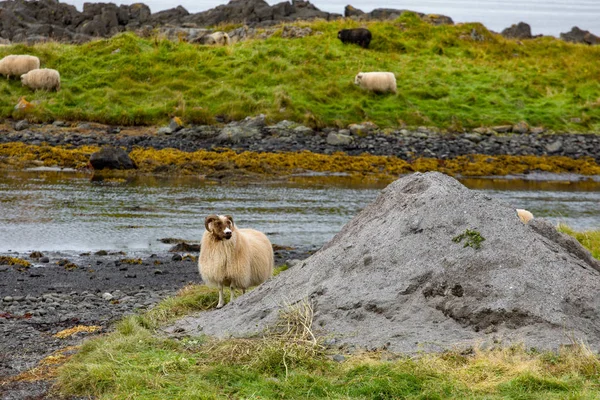 Ram Sheep Green Pastures Iceland Beautiful Summer Landscape Domestic Farm — Stock Photo, Image