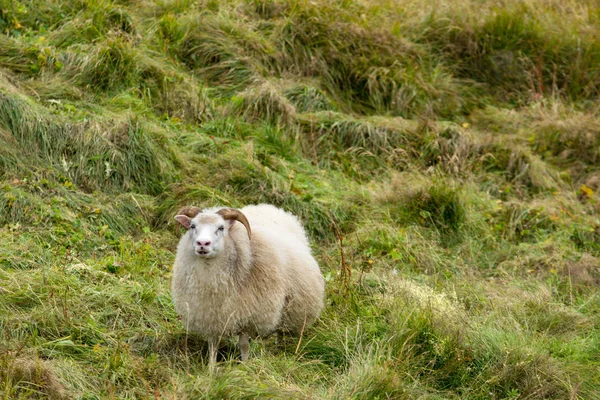 Ram Sheep Green Pastures Iceland Beautiful Summer Landscape Domestic Farm — Stock Photo, Image